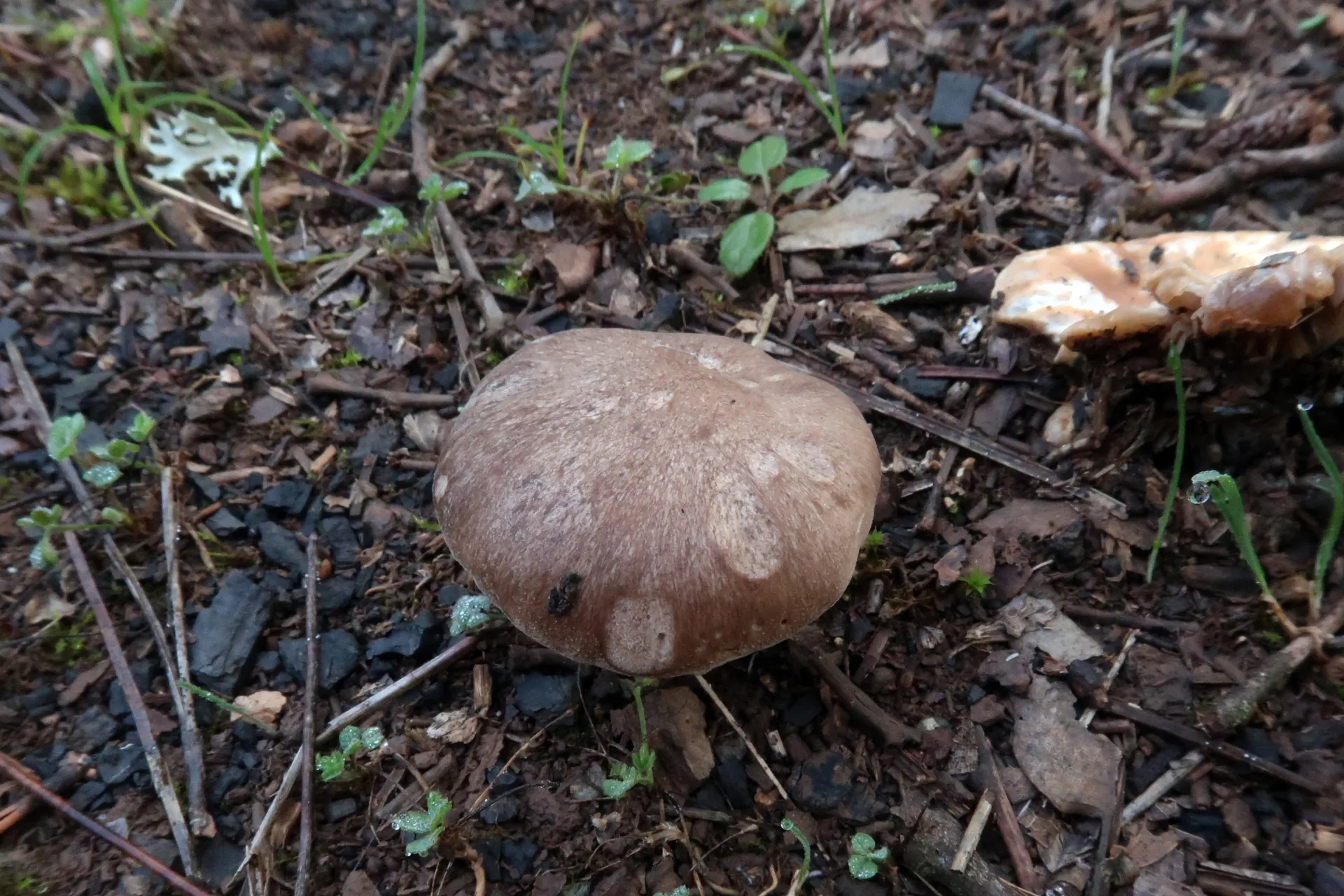 Pleurotus eryngii - 1 - IMG_1757